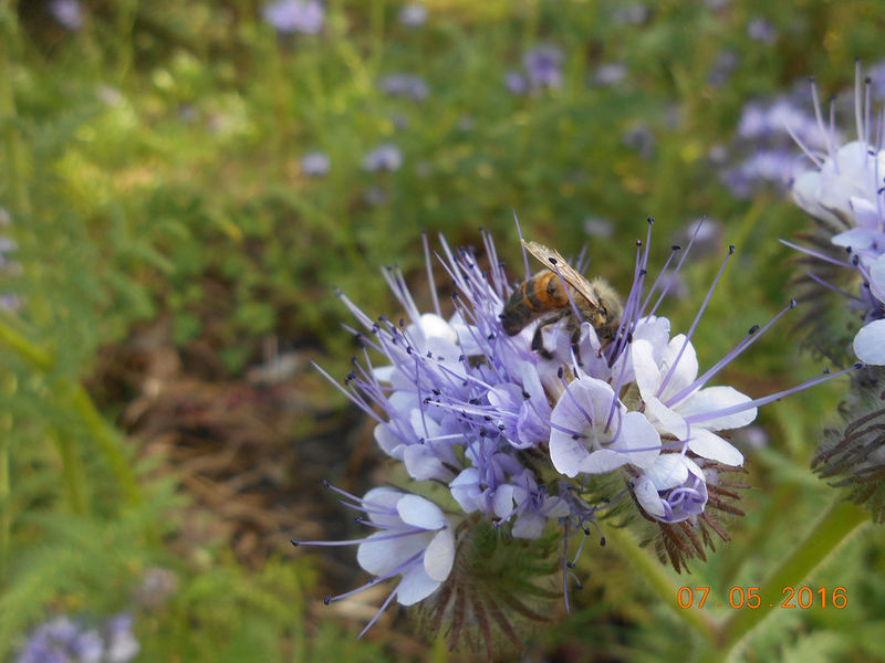 La ruche Trobas Vieilbuc